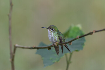 Colibri hembra pequeño, Ocreatus underwoodii