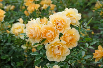 Golden yellow Floribunda bush rose, rosa ‘Gold Spice’ in flower.