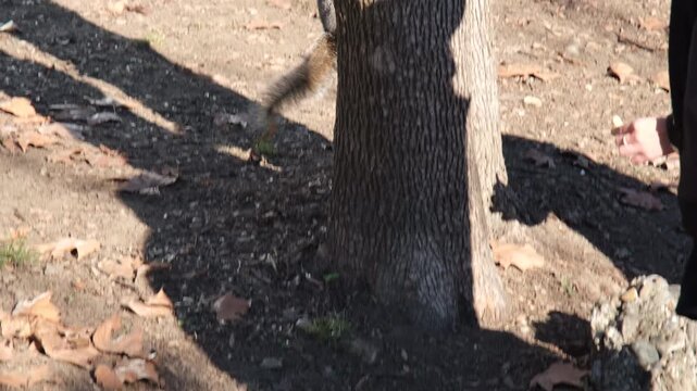gray squirrel running on undergrowth of pine needles at Pellerina park Turin Italy. High quality 4k footage