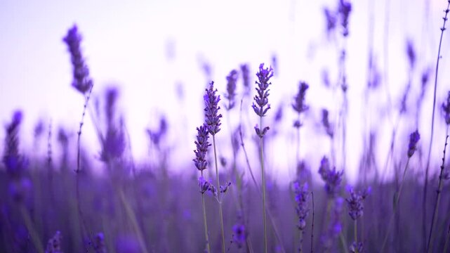 Purple lavender flowers in a lavender field