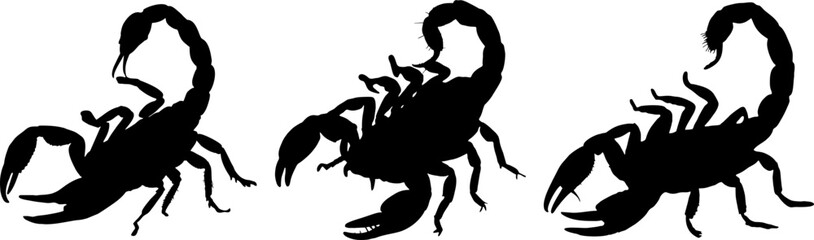 Scorpion silhouette vector