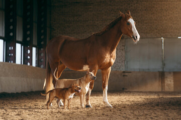 A Staffordshire Bull Terrier and a Thai Ridgeback share a moment of play under the watchful eye of...