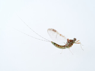 Pond Olive Mayfly in a white background. Cloen dipterum 