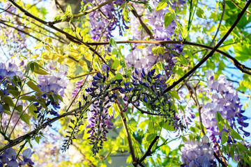 leaves and purple flowers against blue sky