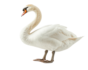 A white swan stands on a white background