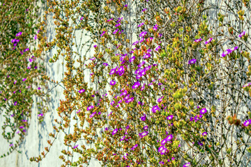 violet flowers hanging from the wall in the summer