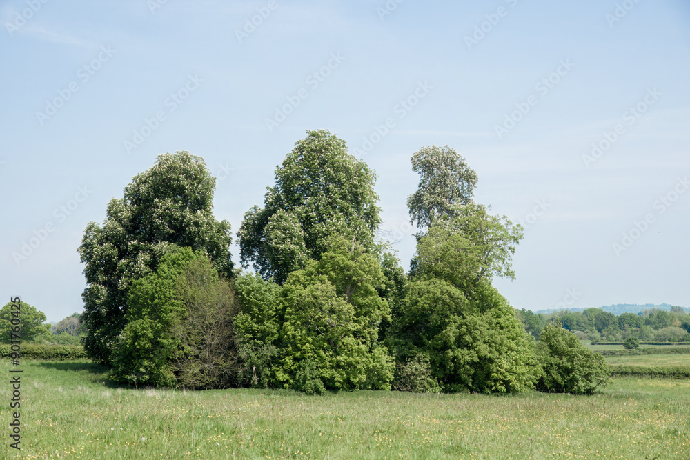 Wall mural landscape with circle of trees and blue sky in the countryside