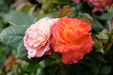 Orange and pink hybrid tea rose, rosa ‘Volcano’ in flower.