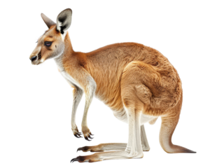 A kangaroo is standing on a white background
