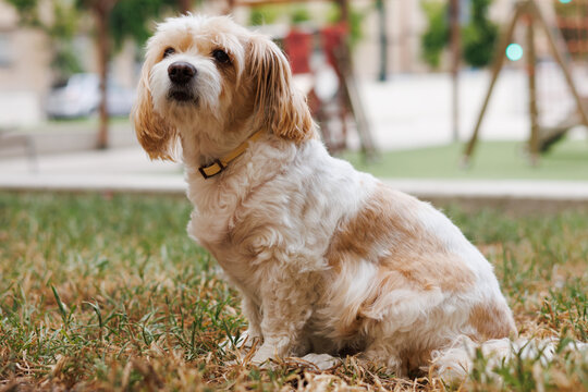 Perro cavachon sentado de perfil en un parque p&uacute;blico durante su paseo diario, Alcoy, Espa&ntilde;a