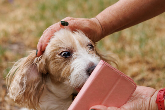 Acariciando un perro raza cavachon y estirando sus parpados en la caricia, Alcoy, Espa&ntilde;a