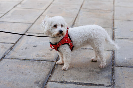 Caniche con arn&eacute;s rojo durante el paseo por la ciudad, Alcoy, Espa&ntilde;a