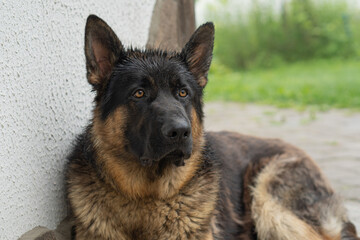 German Shepherd Dog Wet in the Rain Outside Close-up