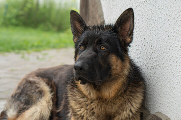 German Shepherd Dog Wet in the Rain Outside Close-up
