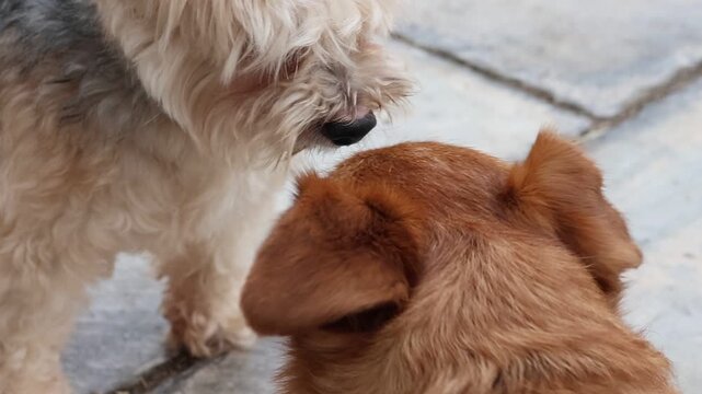 Primer plano de cabeza de perros saludandose