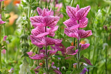 Fototapeta premium Pink and white Salvia viridis or painted sage, in flower. ..