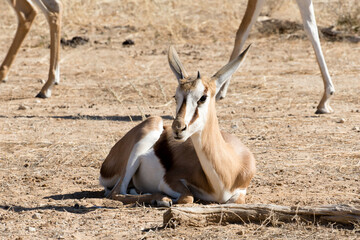 Very young of the Springbok or Springbuck (Antidorcas marsupialis).