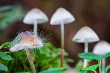 mushrooms containing psilocybin grow in the forest.