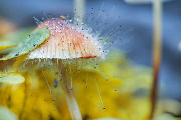 mushrooms containing psilocybin grow in the forest.