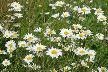 Fototapeta premium White Ox eye daisy, Leucanthemum vulgare, in flower.