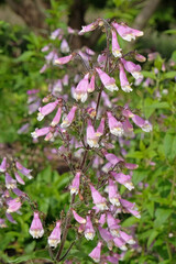 Pale purple Penstemon hirsutus, hairy beardtongue, in flower.