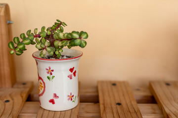 Portulacaria afra tricolor or Reverse Variegation Rainbow Bush succulent plant in a hand painted ceramic decorative pot