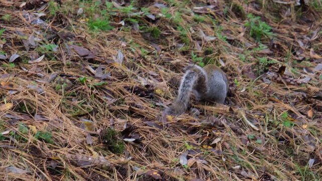 gray squirrel running on undergrowth of pine needles at Pellerina Park Turin Italy. High quality 4k footage