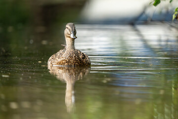 An American Black Duck is swimming in a pond