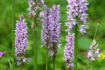 Purple and lilac Dactylorhiza fuchsii, the common spotted orchid, in flower.
