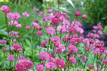 Red Astrantia major ‘Claret’, or Claret Masterwort in flower.