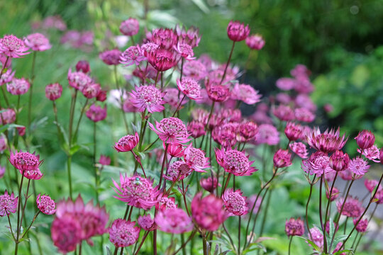 Red Astrantia major &lsquo;Claret&rsquo;, or Claret Masterwort in flower.