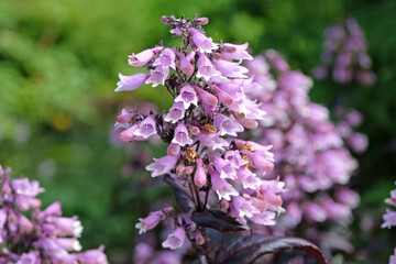 Pink and white Penstemon digitalis ‘Dakota Burgundy’ in flower.