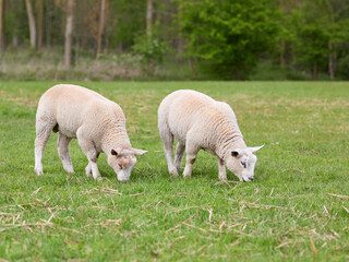 Obraz premium Two cute white lambs on meadow