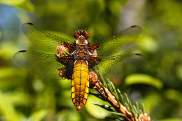 Fototapete bei efototapeten.de bestellen   