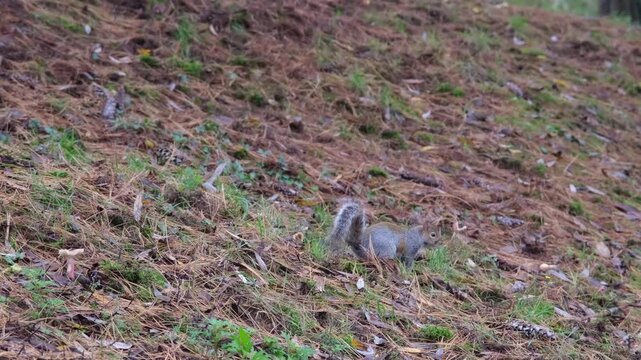 gray squirrel running on undergrowth of pine needles at Pellerina Park Turin Italy. High quality 4k footage