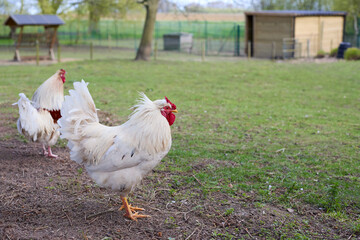 Two roosters on farm yard