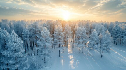 Winter Sunrise Over Frost-Covered Pine Trees in Tranquil Forest Landscape. Generative AI