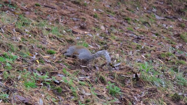 gray squirrel running on undergrowth of pine needles at Pellerina Park Turin Italy. High quality 4k footage
