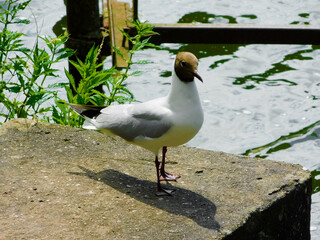 Die Möwe auf dem Steinsockel am See