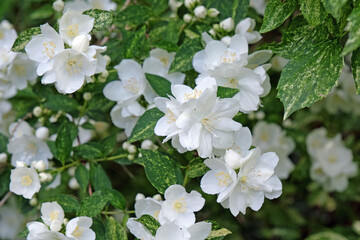 White Philadelphus 'Innocence’, mock orange, in flower.