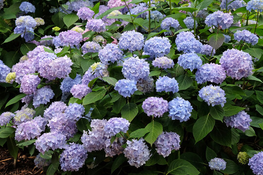 Blue, pink and purple Mophead Hydrangea macrophylla &lsquo;Endless Summer&rsquo; in flower.