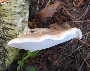 mushroom on a tree