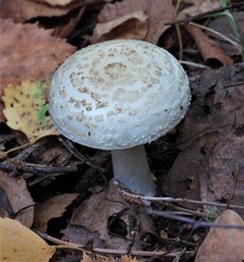 mushroom in the forest