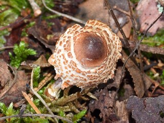 mushroom in the forest