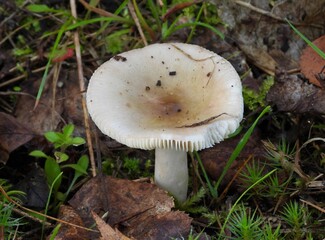 mushroom in the forest