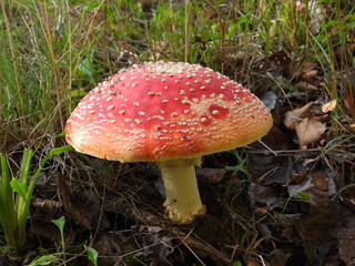 fly agaric mushroom