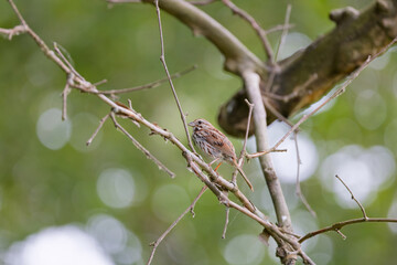 The song sparrow (Melospiza melodia), native sparrows in North America