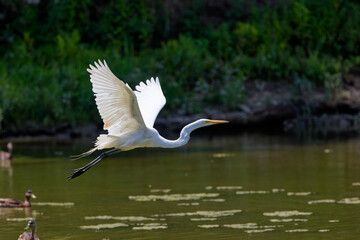 The great egret (Ardea alba) in flight. This bird also known as the common egret, large egret, or  great white egret or great white heron