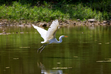 The great egret (Ardea alba) on the hunt. This bird also known as the common egret, large egret, or  great white egret or great white heron.