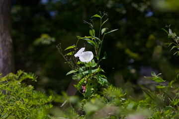 Convolvulus. Species of flowering plants . Common names include bindweed and morning glory